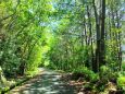 夏のこもれび散歩道
