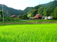もうすぐ稲穂が、静かな山村集落
