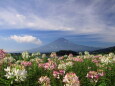 クレオメ&富士山