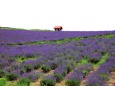 富良野ラベンダー園