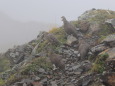 仙丈ヶ岳の雷鳥達