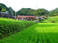 お盆帰省の頃 里山棚田の集落