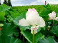 蓮池公園のハスの花