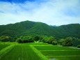 夏の田園風景