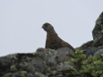 仙丈ヶ岳の雄雷鳥5