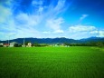 夏の田園風景