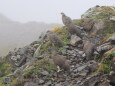 仙丈ヶ岳の雷鳥達3