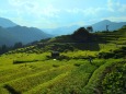 夏の棚田