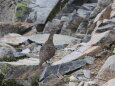 爺ヶ岳の雄雷鳥
