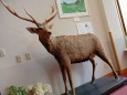 雄鹿の剥製