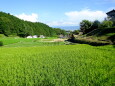 垂れ始めた稲穂 静かな山村集落