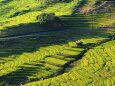 夏の棚田