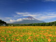 富士山&お花畑