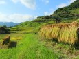 稲刈り進む棚田