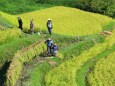 棚田の稲刈り