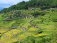 初秋の丸山千枚田