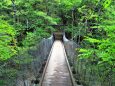 森の吊り橋