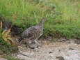 大日岳の雌雷鳥2
