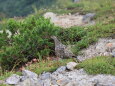 大日岳の雌雷鳥3