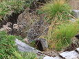 中大日岳のチビ雷鳥