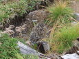 中大日岳のチビ雷鳥3