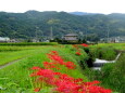 里に彼岸花が咲く頃