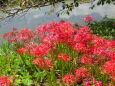 川辺に咲く彼岸花