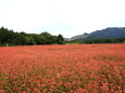赤い蕎麦畑