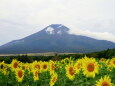 ひまわり&富士山