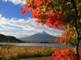 もみじ&富士山
