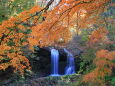 もみじに滝
