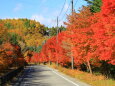 紅葉の道