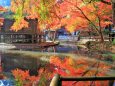 池と紅葉