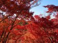 燃える紅葉