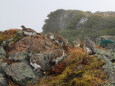 白馬岳の雷鳥達