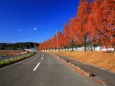 紅葉の並木道