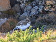 白馬岳の雷鳥14