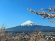迎春富士山
