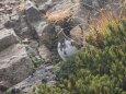 白馬岳の雷鳥23