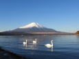 白鳥に富士山