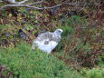 蝶ヶ岳の雄雷鳥3