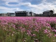 コスモス畑