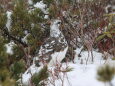 爺ヶ岳の雄雷鳥