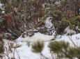爺ヶ岳の雄雷鳥2