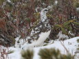 爺ヶ岳の雄雷鳥3