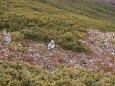 小仙丈ヶ岳の雷鳥達