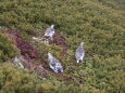 小仙丈ヶ岳の雷鳥達2