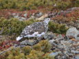 小仙丈ヶ岳の雌雷鳥2