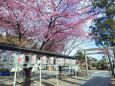 神社の河津桜