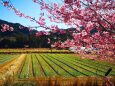 東紀州の河津桜